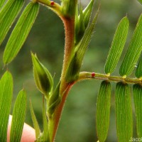 Chamaecrista nictitans (L.) Moench